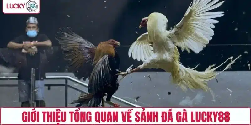 Giới thiệu tổng quan về sảnh đá gà LUCKY88